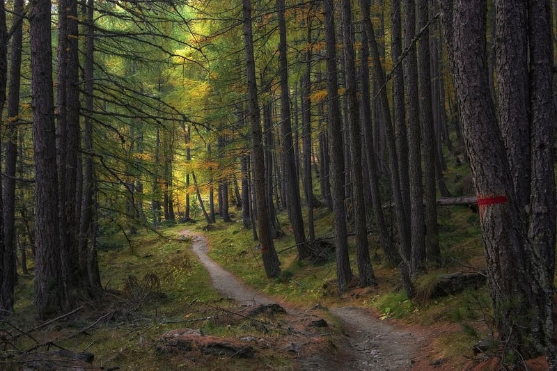 Imagination Forest Path